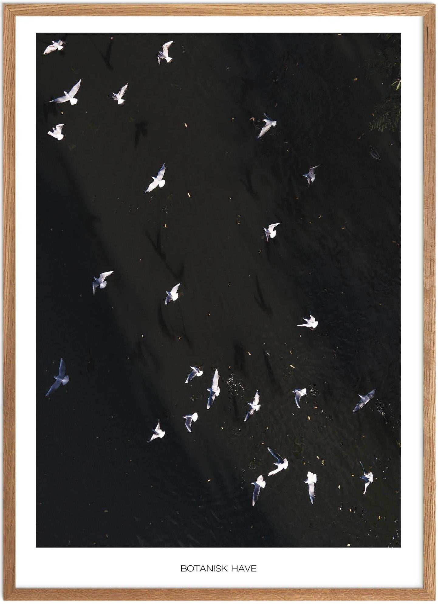 Naturplakat   Plakater Aarhus   Plakat   Plakatsnedkeren   Bestsellere