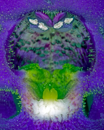 Angelonia Af Pauline Snoeijs