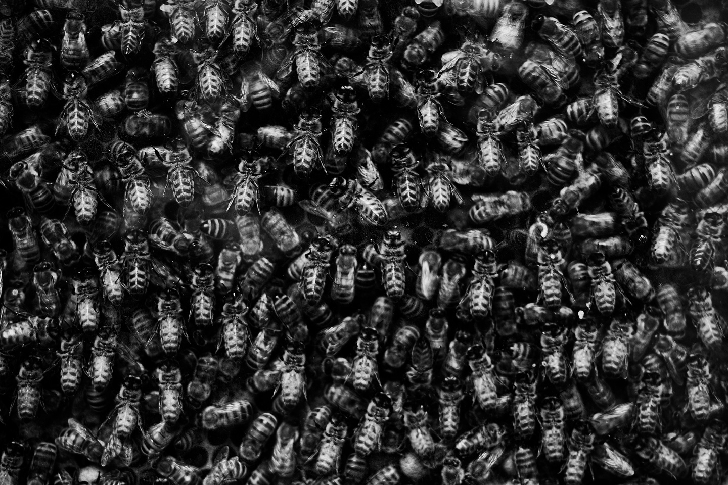 Bees Af Gustavo Orensztajn