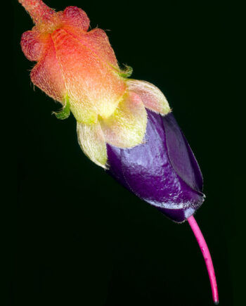 Brachyotum Campanulare Af Pauline Snoeijs