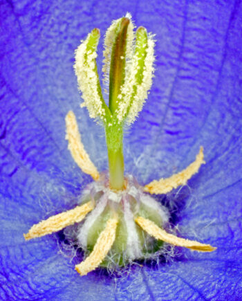 Campanula Carpatica Af Pauline Snoeijs