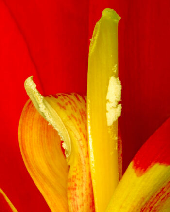 Canna Indica Af Pauline Snoeijs