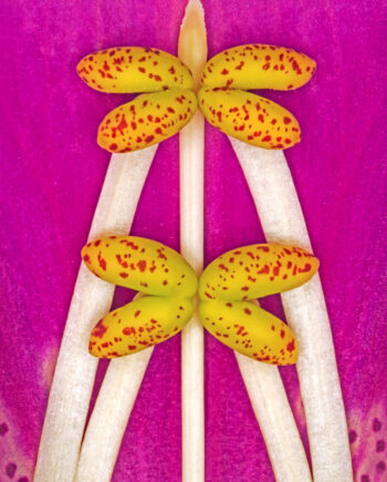 Digitalis Purpurea Af Pauline Snoeijs