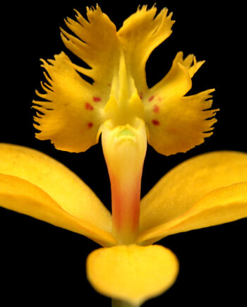 Epidendrum Af Pauline Snoeijs