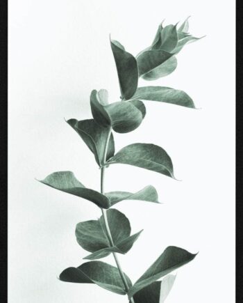 Eucalypsus Plakat