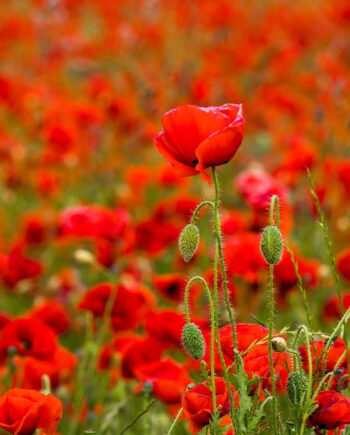 Flower Power Af Klint Fotografi