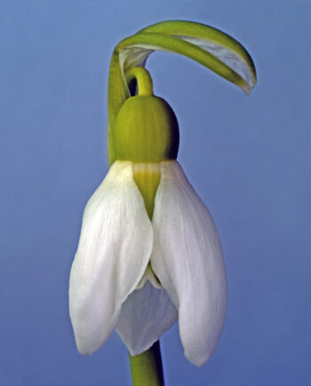 Galanthus Nivalis Af Pauline Snoeijs
