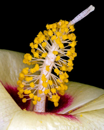 Gossypium Darwinii Af Pauline Snoeijs