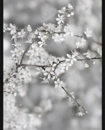 Gren Med Hvide Blomster Plakat