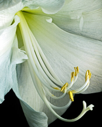 Hippeastrum Af Pauline Snoeijs