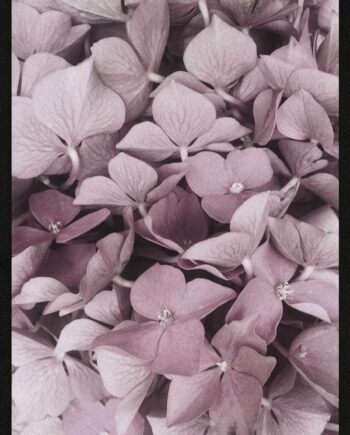 Hortensia Plakat