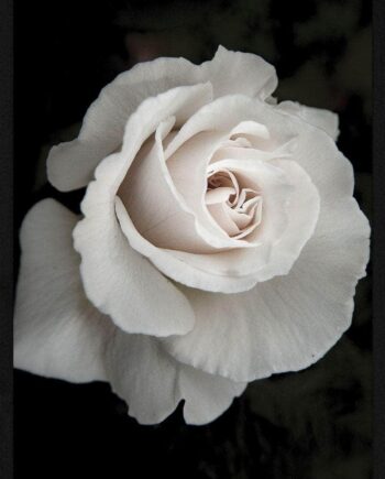 Hvid Rose