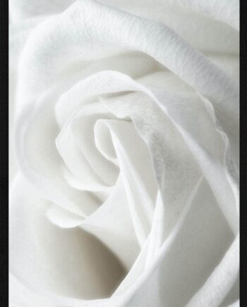 Hvid Rose Close-up