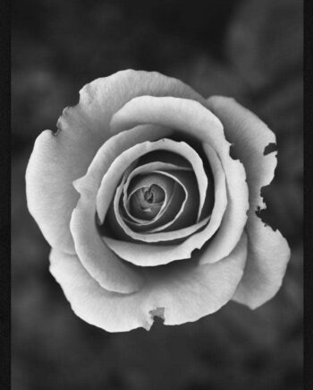 Hvid Rose Plakat
