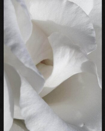 Hvide Blomster