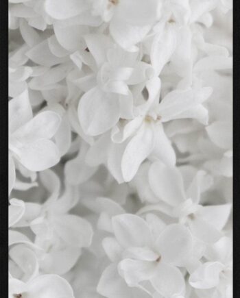 Hvide Blomster Plakat