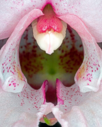 Impatiens Glandulifera Af Pauline Snoeijs