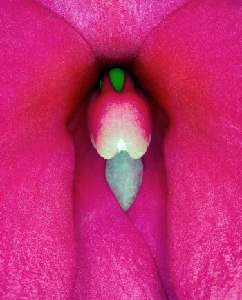 Impatiens Hawkeri   Af Pauline Snoeijs