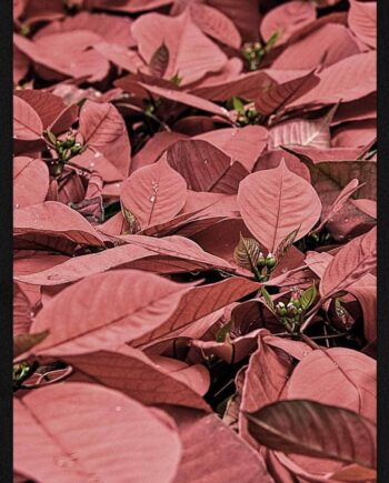 Julestjerner Juleplakat