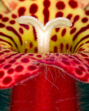 Kohleria Amabilis Af Pauline Snoeijs