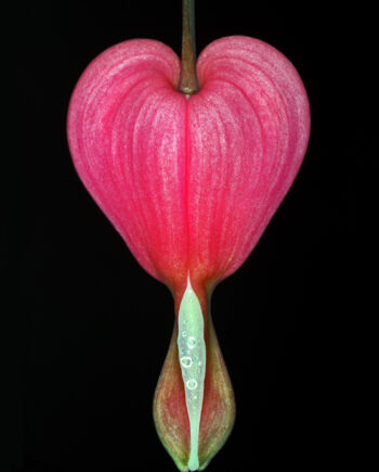 Lamprocapnos Spectabilis Af Pauline Snoeijs