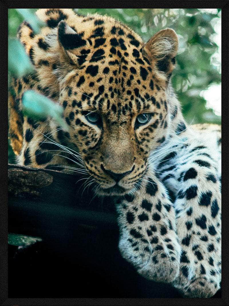 Leopard   Skov