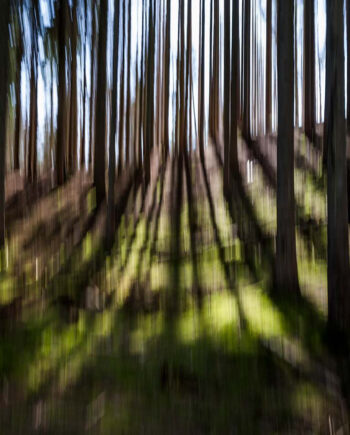 Light Through Trees Af Klint Fotografi
