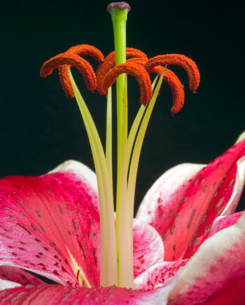 Lilium   Af Pauline Snoeijs