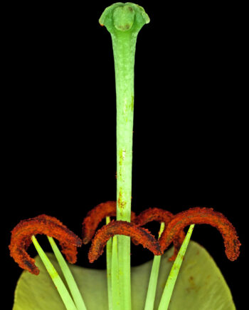Lilium   Af Pauline Snoeijs