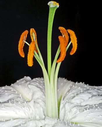 Lilium   Af Pauline Snoeijs