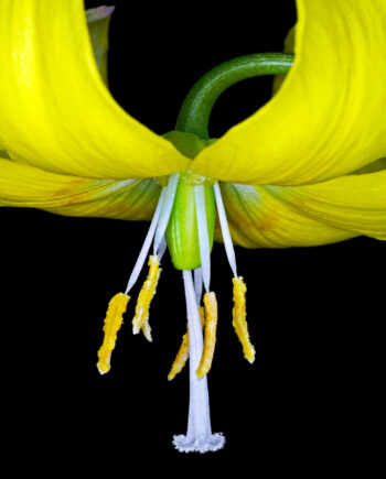 Lilium Martagon Af Pauline Snoeijs