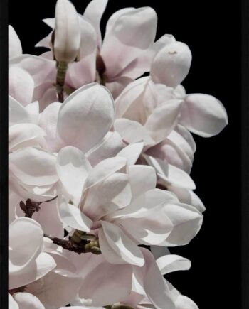 Magnolia Plakat