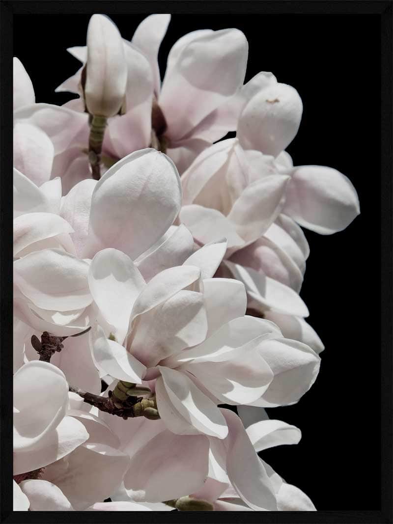 Magnolia Plakat