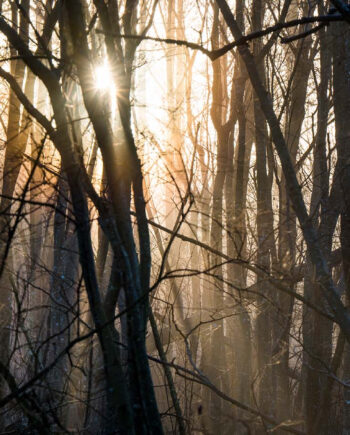 Misty Morningsun Af Klint Fotografi