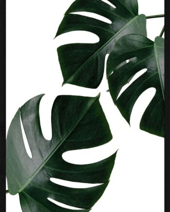 Monstera Plakat