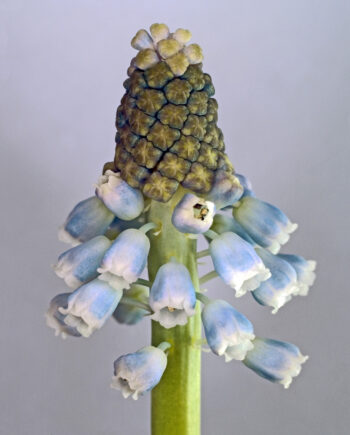 Muscari Botryoides Af Pauline Snoeijs