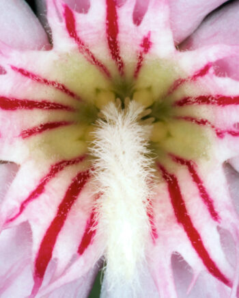 Nerium Oleander Af Pauline Snoeijs