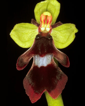 Ophrys Insectifera Af Pauline Snoeijs