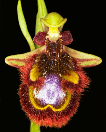 Ophrys Speculum Af Pauline Snoeijs