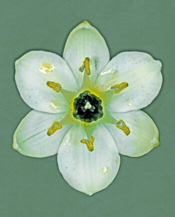 Ornithogalum Arabicum Af Pauline Snoeijs