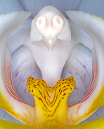 Phalanaeopsis   Af Pauline Snoeijs