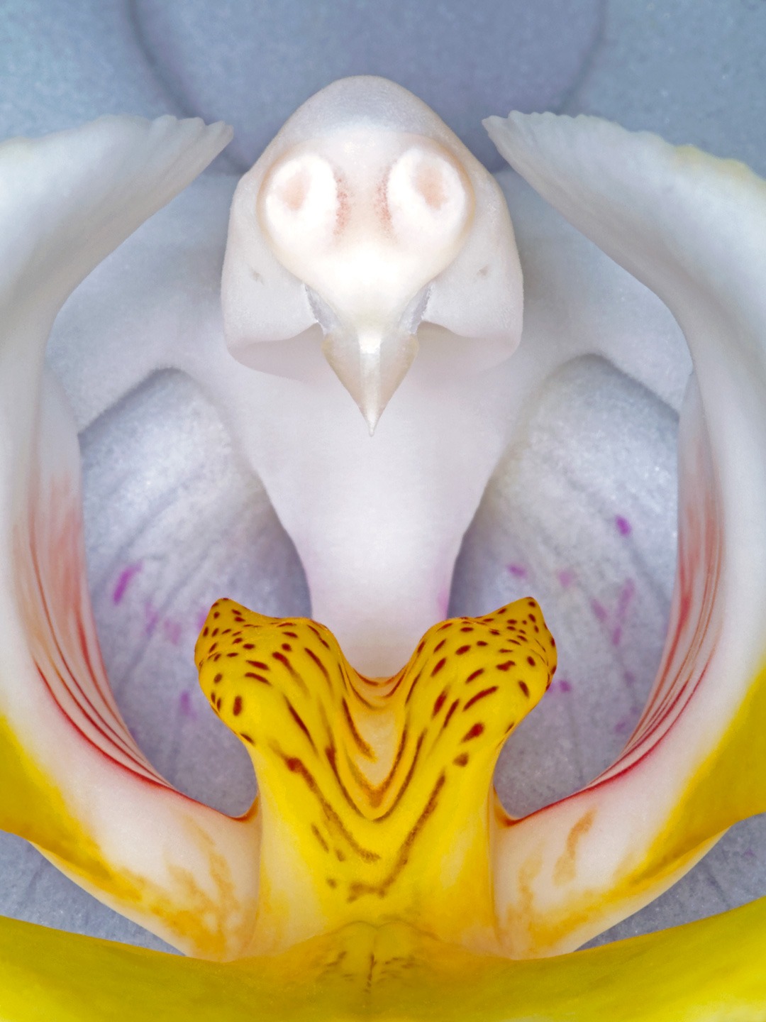 Phalanaeopsis Af Pauline Snoeijs