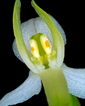 Platanthera Bifolia Af Pauline Snoeijs