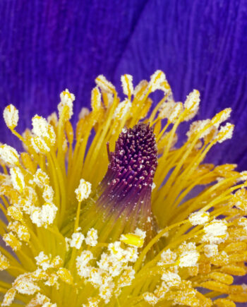 Pulsatilla Vulgaris Af Pauline Snoeijs
