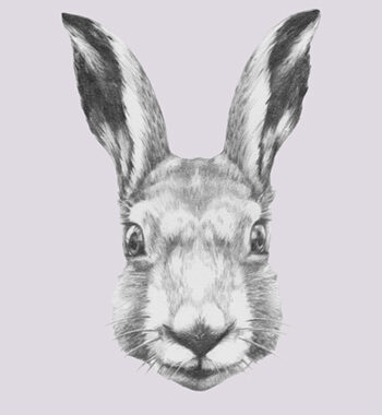 Ready Steady Rabbit Af Illux