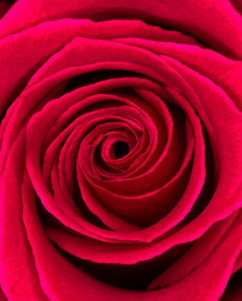 Rosa Af Pauline Snoeijs