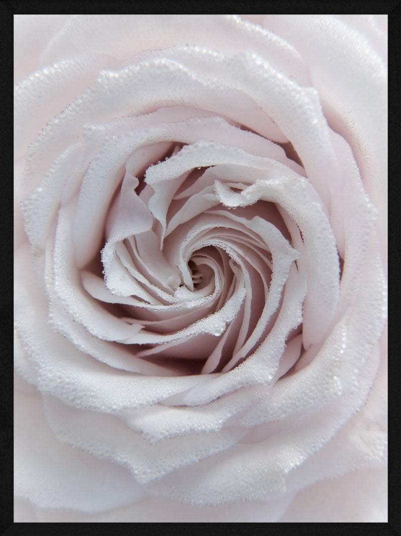 Rose Closeup Plakat