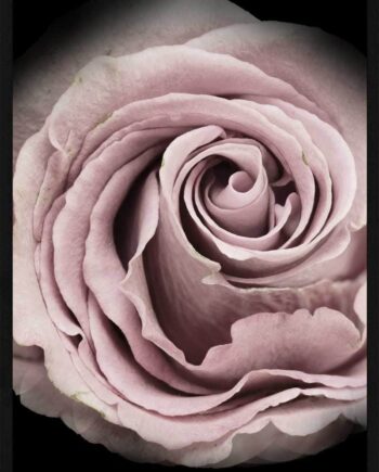 Rose Plakat
