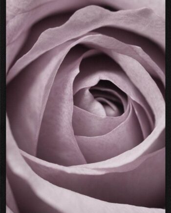 Rose Spiral Plakaten