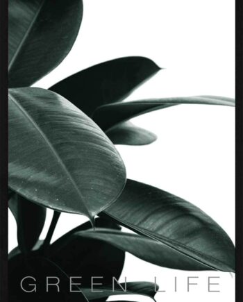 Rubber Plant Plakat